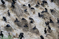 Brandt's cormorant