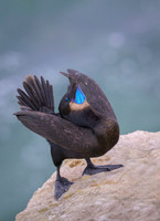 Brandt's cormorant