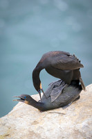 Brandt's cormorant