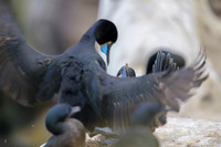 Brandt's cormorant