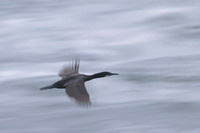 Brandt's cormorant