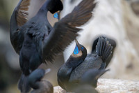 Brandt's cormorant