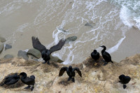 Brandt's cormorant