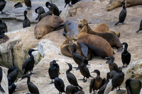 Brandt's cormorant