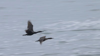 Brandt's cormorant