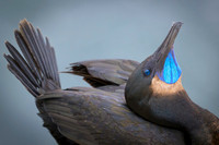 Brandt's cormorant