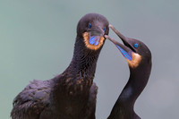 Brandt's cormorant