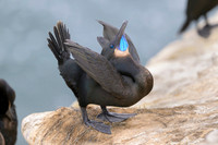 Brandt's cormorant