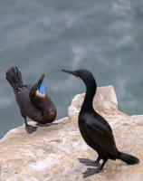 Brandt's cormorant