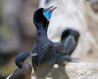 Brandt's cormorant