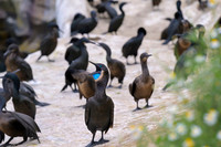 Brandt's cormorant