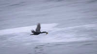 Brandt's cormorant