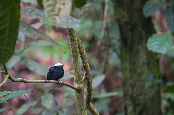 White-crowned Manakin