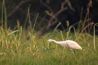 Cattle egret