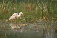 Cattle egret
