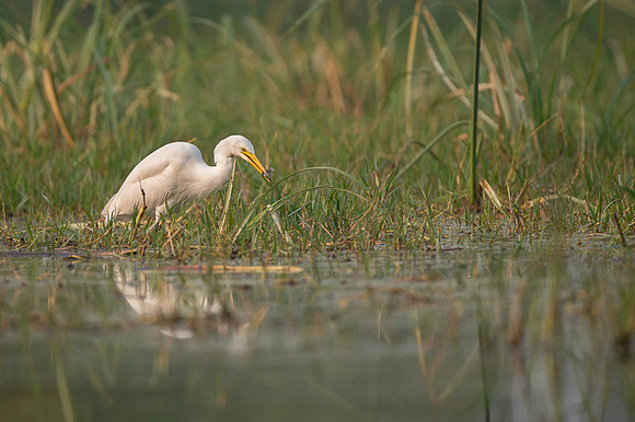 Cattle egret