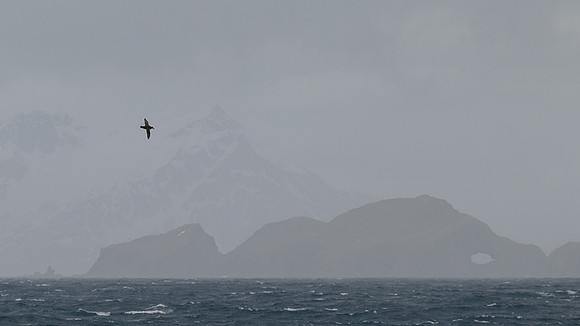 South Georgia