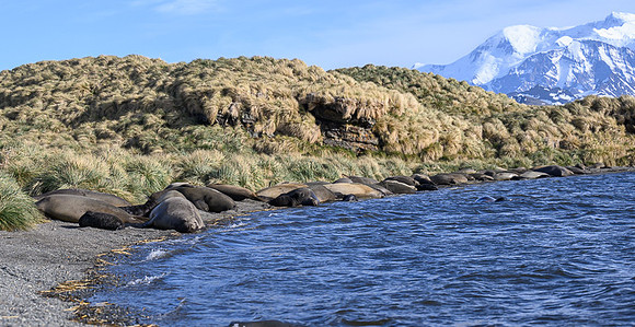 South Georgia