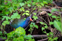 Purple Galinule