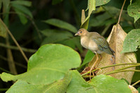 Purple Galinule