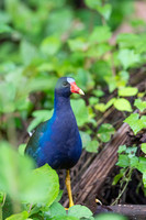 Purple Galinule