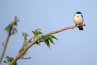 White-winged Swallow