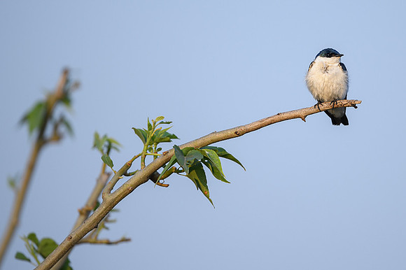 White-winged Swallow