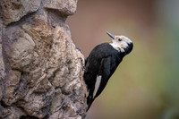 White-headed woodpecker
