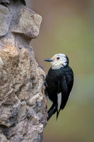 White-headed woodpecker