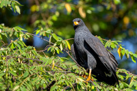 Common Black-Hawk