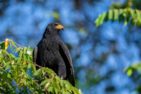 Common Black-Hawk