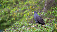 Common Black-Hawk