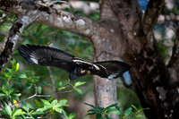 Common Black-Hawk