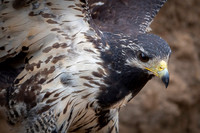 Common Black-Hawk
