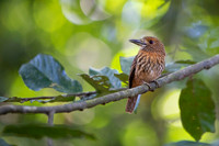 White-whiskered Puffbird