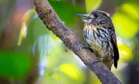 White-whiskered Puffbird