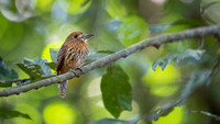 White-whiskered Puffbird
