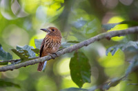 White-whiskered Puffbird