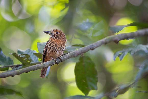 White-whiskered Puffbird