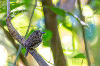 White-whiskered Puffbird