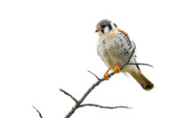 American Kestrel