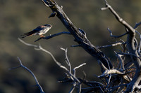 American Kestrel
