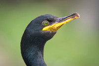 European Shag / Kormoran czubaty