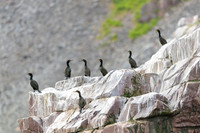 European Shag / Kormoran czubaty