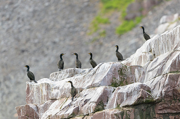 European Shag / Kormoran czubaty
