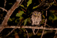 Tropical screech owl