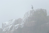 European Shag / Kormoran czubaty