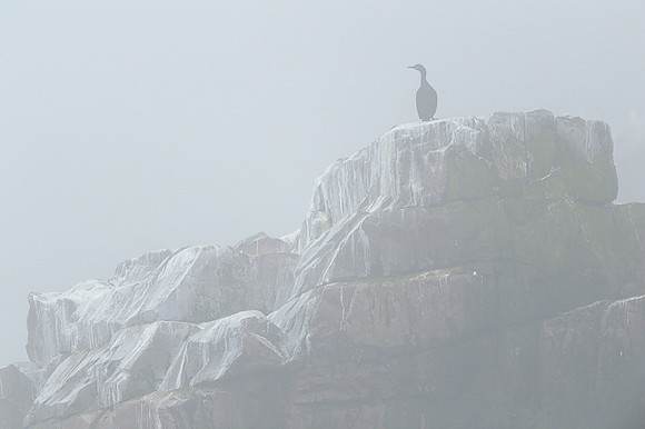 European Shag / Kormoran czubaty