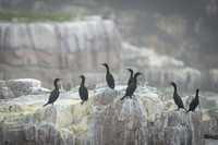 European Shag / Kormoran czubaty