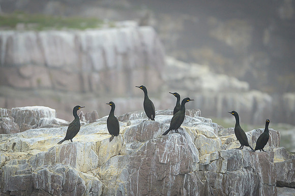 European Shag / Kormoran czubaty